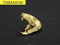 藏品(白腹鼠屬頭骨)的圖片